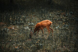 Fototapeta  - A white-tailed deer fawn standing in a meadow. Roe deer standing in a field.