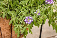 Cluster Of Purple And White Flowers Of The Verbena Plant In A Hanging Basket
