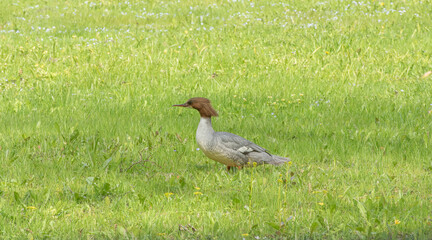 Wall Mural - duck in the grass