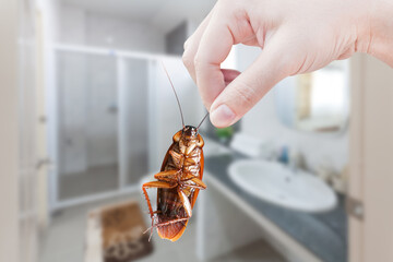 Wall Mural - Hand holding brown cockroach on toilet background, eliminate cockroach in toilet,Cockroaches as carriers of disease