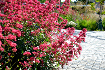 Wall Mural - Centranthus ruber is up to a meter tall, perennial plant, flowering in the summer months with numerous small red or pink, fragrant flowers