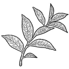 Sprig with tea tree leaves. Sketch scratch board imitation. Black and white.