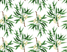 Watercolor Hand Drawn Tea Tree Branch With Leaves And Flowers Illustration. Watercolor Seamless Pattern On White Background. For Wrapping, Fabric, Wallpaper. Herbal Medicine And Aroma Therapy