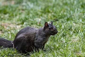 Canvas Print - Selective focus shot of a squirrel standing on the grass-covered field