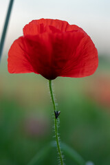 Wall Mural - flower with macro in a lot of detail
