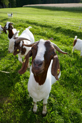 Wall Mural - Beautiful goats on a farm in the mountains.