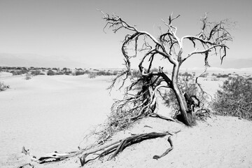 Sticker - Death Valley. Black and white vintage filter style.