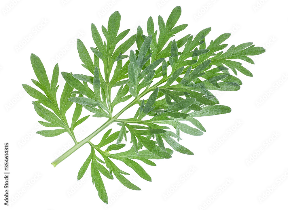 Sprig of medicinal wormwood on a white background. Sagebrush sprig. Artemisia, mugwort. Absinthe wormwood. - obrazy, fototapety, plakaty 
