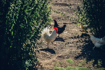 Wall Mural - Group of free range chickens walking around the farm