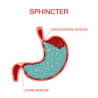 Pyloric sphincter of the stomach duodenum. Pylorus. Lower esophageal sphincter doesn’t relax.