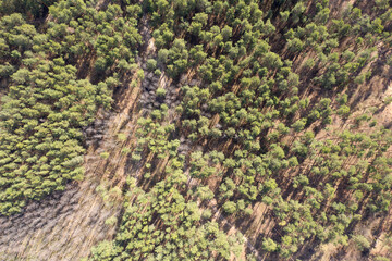 green forest, view from above
