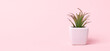 Aloe succulent on a pink background with copy space, banner. Minimal style.