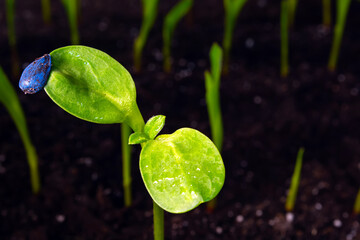 Wall Mural - sunflower sprouts sown in a row, on a background of soil