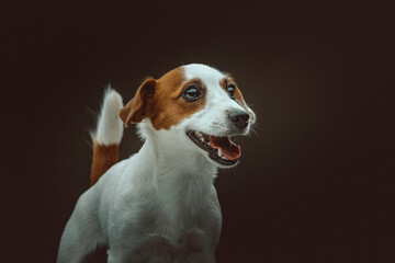 Jack Russell Terrier Dog. Studio shot.