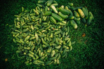 Poster - High angle shot of freshly harvested cucumbers on the green grass