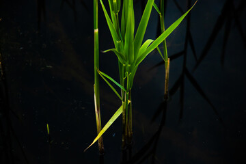 Sedge swamp grass on a background of water, a beautiful photo of nature