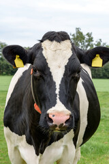 Dairy cow in the field looking at me