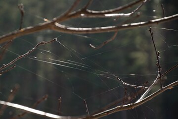 spider on web