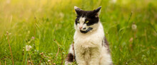 Two-tone Cat Sits In The Grass Stray Animals