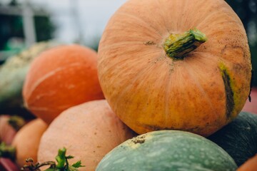 Sticker - Closeup shot of harvested fresh pumpkins