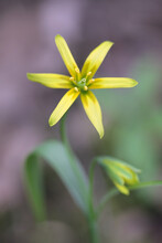 Gagea Lutea, Known As The Yellow Star Of Bethlehem, Wild Flower From Finland