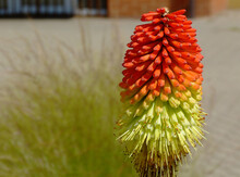 Orange, Yellow And Green Beautiful Torch Lily Flower Closeup Or On Other Name Red Hot Poker. Blurred Soft Beige, Brown Ad Light Gray Street Background. Abstract View. Kniphofia Uvaria.