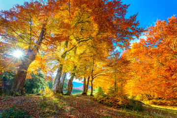 Wall Mural - Real sun and Autumn landscape - tall forest golden trees with sunlight