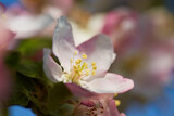 Fototapeta  - Apple tree flower