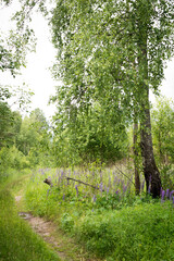 summer green grass russian green forest