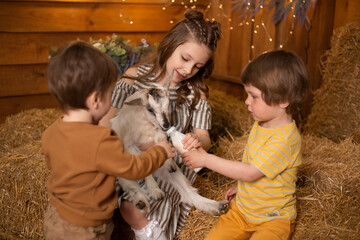 little children petting and feeding a goat. Child playing with a farm animal on sunny summer day. Kids interacting with animals.