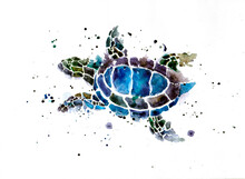 Watercolor Turtle On The White Background