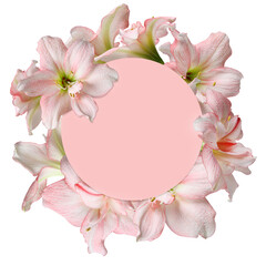 Wall Mural - Pink flowers frame circle Beauty Barbados lily isolated on white