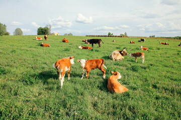 Wall Mural - small calf and a cow graze on a green meadow in summer