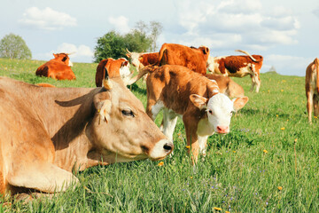 small calf and a cow graze on a green meadow in summer