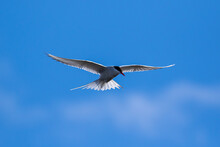 An Arctic Tern Hovering In The Arctic