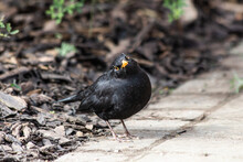 Blackbird On The Ground In The Garden