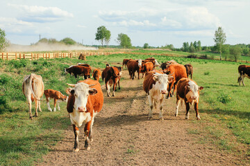 Wall Mural - A cow and a calf graze on a green pasture in summer