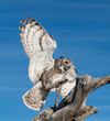 Great horned owl preparing to land under a bright blue sky
