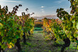 View of a row of vines in autumn in a Languedoc vineyard at sunset