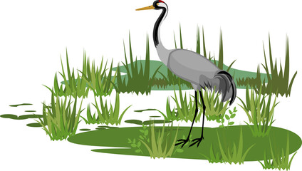 Sticker - Common crane or Grus communis in swamp biotope