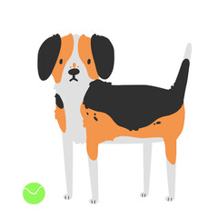 Wall Mural - Vector dog breed beagle. The illustration is isolated on a white background.