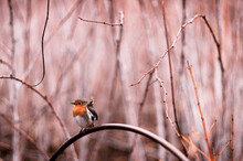 A European Robin Perched On An Iron Hoop In Front Of Bare Sthorn Covered Branches Has It's Feathers Ruffled By A Strong Winter Wind