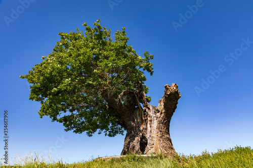 Cuadros en Lienzo Eiche bei Bad Staffelstein und blauer Himmel