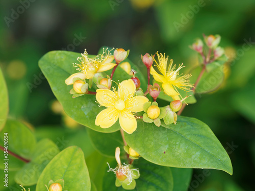 Hypericum androsaemum | Millepertuis androsème ou androsème officinal à inflores Tableau sur Toile