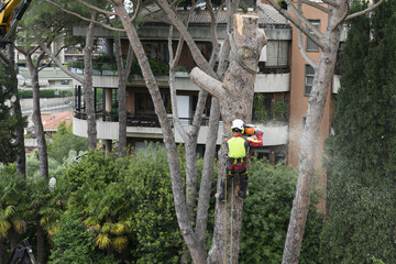 Tree service surgeon