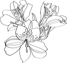 Sketch Of A Alstroemeria Flower