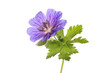 Blue geranium flower