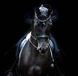 Fototapeta Konie - black dressage horse of trakehner breed portrait on black background