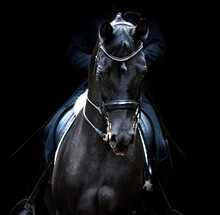 Black Dressage Horse Of Trakehner Breed Portrait On Black Background