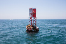 Sea Lions And Gull On Buoy In Pacific Ocean, Southern California